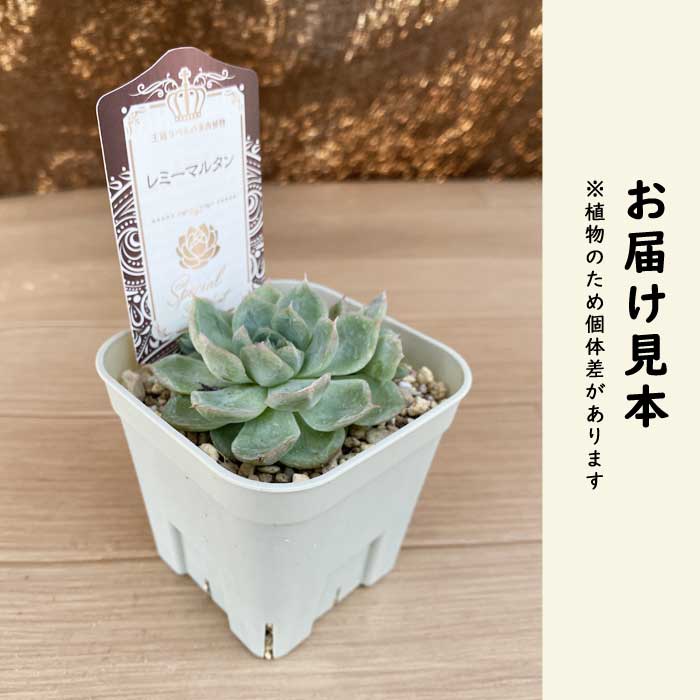 多肉植物24個 0912-D285 マルガン エケベリア カット苗 【公式通販】