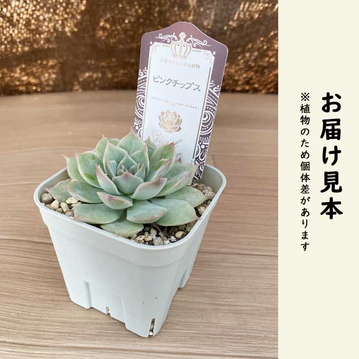 多肉植物 エケベリア ピンクチップス 9cmポット 苗 ロゼッタ状 初心者