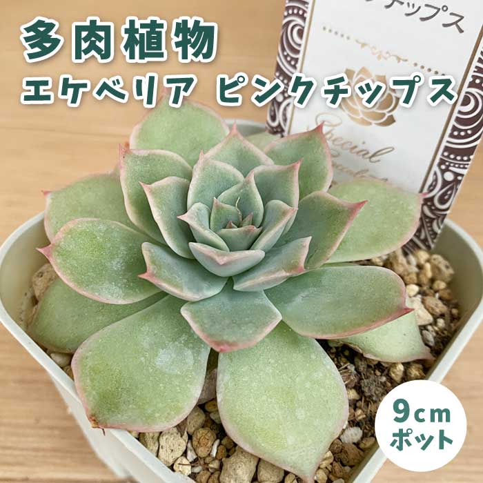 多肉植物 エケベリア ピンクチップス 9cmポット 苗 ロゼッタ状 初心者