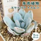 ¿����ʪ �����٥ꥢ �ȥ�ॽ 9cm�ݥå� �� �����å��� �鿴�� ��Ƥ䤹�� ����˶��� ���տ�ʪ ¿ǯ�� ���ڥ���� ���쥯�� ������٥�