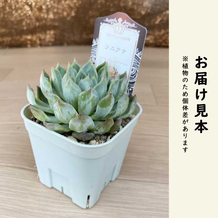多肉植物 エケベリア ソニアナ 9cmポット 苗 ロゼッタ状 初心者 育て