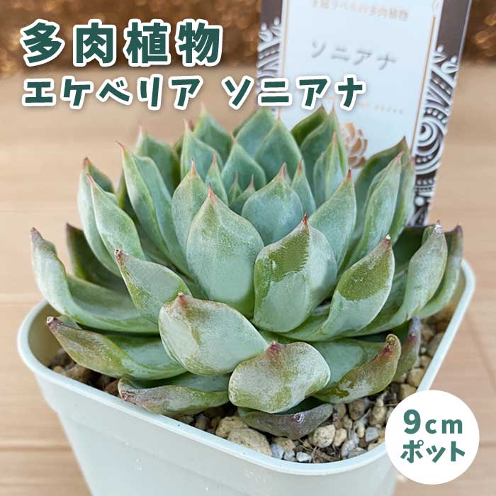 多肉植物 エケベリア ソニアナ 9cmポット 苗 ロゼッタ状 初心者 育て