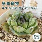 ¿����ʪ �����٥ꥢ �ʥ�С���� 9cm�ݥå� �� �����å��� �鿴�� ��Ƥ䤹�� ����˶��� ���տ�ʪ ¿ǯ�� ���ڥ���� ���쥯�� ������٥�