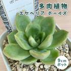 ¿����ʪ �����٥ꥢ �ܡ����� 9cm�ݥå� �� �����å��� �鿴�� ��Ƥ䤹�� ����˶��� ���տ�ʪ ¿ǯ�� ���ڥ���� ���쥯�� ������٥�