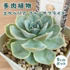 ¿����ʪ �����٥ꥢ �֥롼���ץ饤�� 9cm�ݥå� �� �����å��� �鿴�� ��Ƥ䤹�� ����˶��� ���տ�ʪ ¿ǯ�� ���ڥ���� ���쥯�� ������٥�