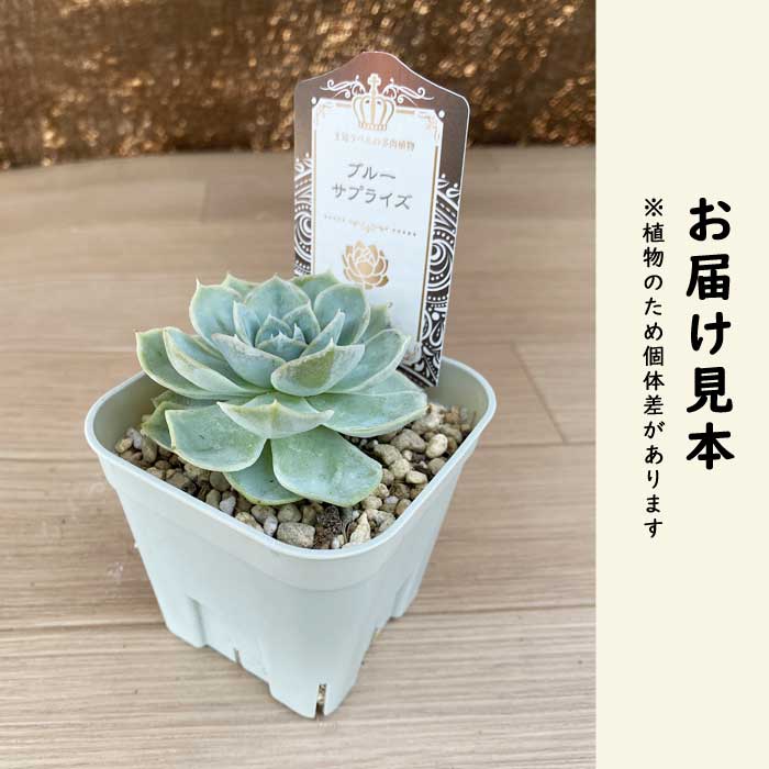 多肉植物エケベリア　ブルーサプライズ 多肉植物 エケベリア ブルーサプライズ 9cmポット 苗 ロゼッタ状