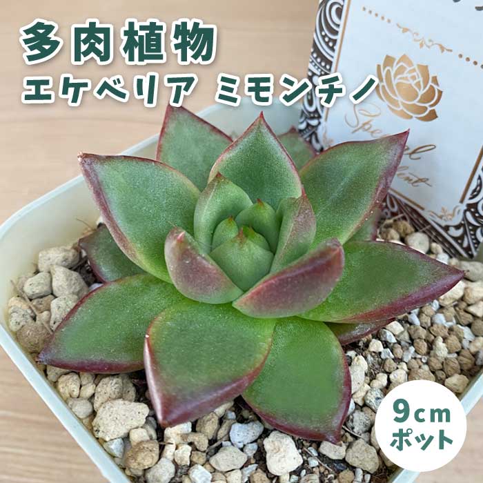 ののい　多肉植物 多肉植物 エケベリア ミモンチノ 9cmポット 苗 ロゼッタ状 初心者 育て
