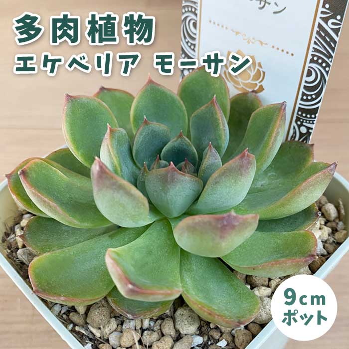 ¿ʪ ٥ꥢ ⡼ 9cmݥå  å 鿴 Ƥ䤹 ˶ տʪ ¿ǯ  ڥ 쥯 ٥