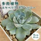 ¿ʪ ٥ꥢ ΡХˡ 9cmݥå  å 鿴 Ƥ䤹 ˶ տʪ ¿ǯ  ڥ 쥯 ٥