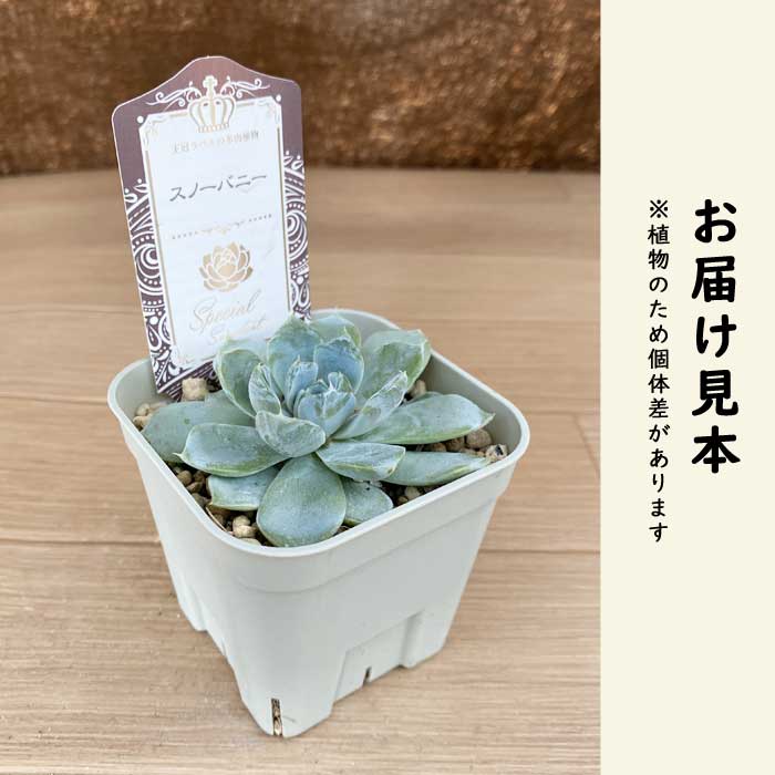 多肉植物 エケベリア スノーバニー 9cmポット 苗 ロゼッタ状 初心者