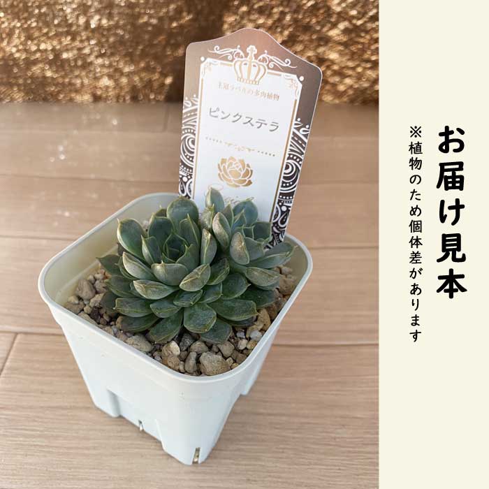 多肉植物 エケベリア ピンクステラ 9cmポット 苗 ロゼッタ状