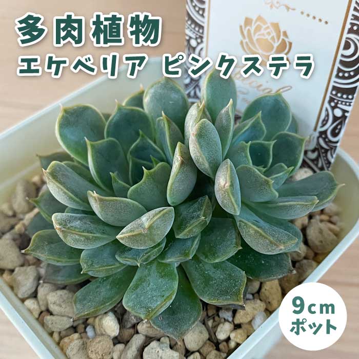 多肉植物 エケベリア ピンクステラ 9cmポット 苗 ロゼッタ状 初心者