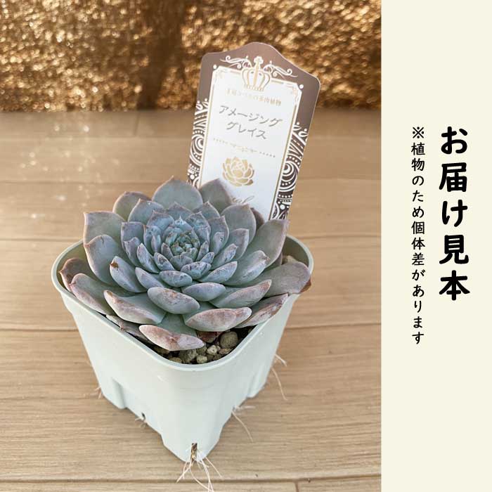 多肉植物 エケベリア アメージンググレイス 9cmポット 苗 ロゼッタ状