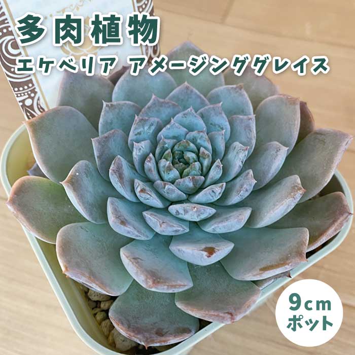 多肉植物 エケベリア アメージンググレイス 9cmポット 苗 ロゼッタ状