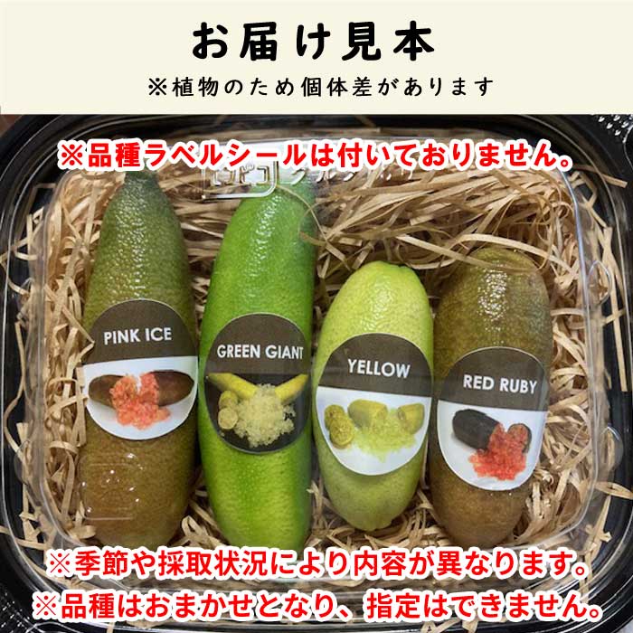 フィンガーライム 果実販売 おまかせ 品種MIX 50g 柑橘 キャビアライム