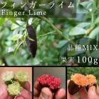 �ե��󥬡��饤�� �̼����� ���ޤ��� �ʼ�MIX 100g ���� ����ӥ��饤�� �ե��󥬡��饤�ॸ��ѥ� ����ľ�� ����̵��