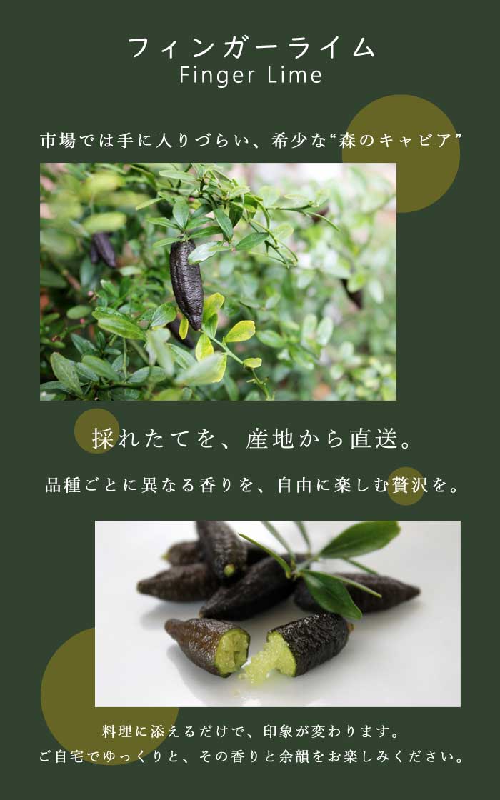 フィンガーライム 果実販売 おまかせ 品種MIX 100g 柑橘 キャビア