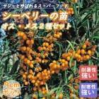 ٥꡼  ͺڤȻڥå 9ݥå ޤ 1ǯ ̼    Хå ѡա