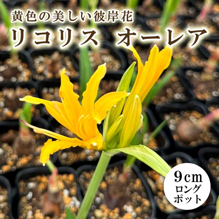 ꥳꥹ 쥢 9cm󥰥ݥå  շ 祦 Ŀ ߲ ؼ ޤ󤸤夷㤲 ֤