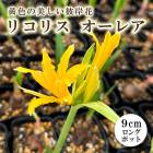 ꥳꥹ 쥢 9cm󥰥ݥå  շ 祦 Ŀ ߲ ؼ ޤ󤸤夷㤲 ֤