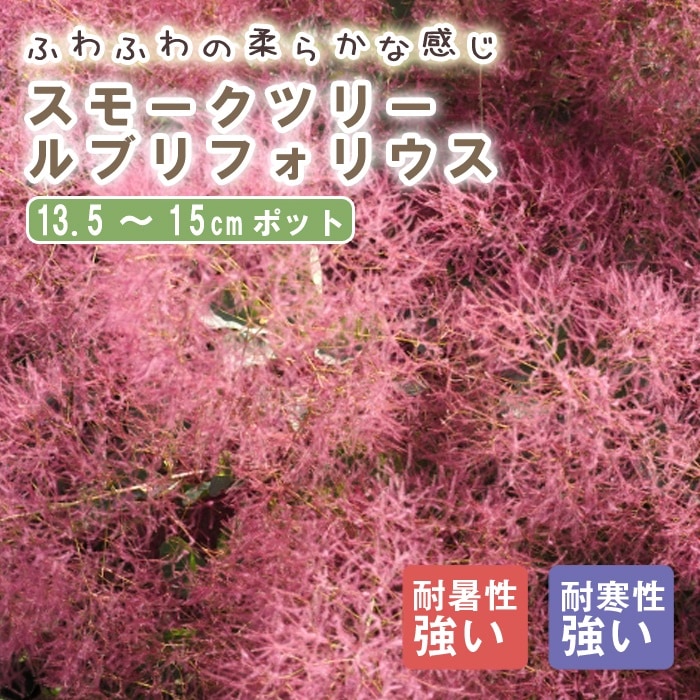 ⡼ĥ꡼ ⡼ ĥ꡼  ֥եꥦ 13.5cm15cmݥå   ǥ˥  դդ   դ⤳ ե İ 򷧤