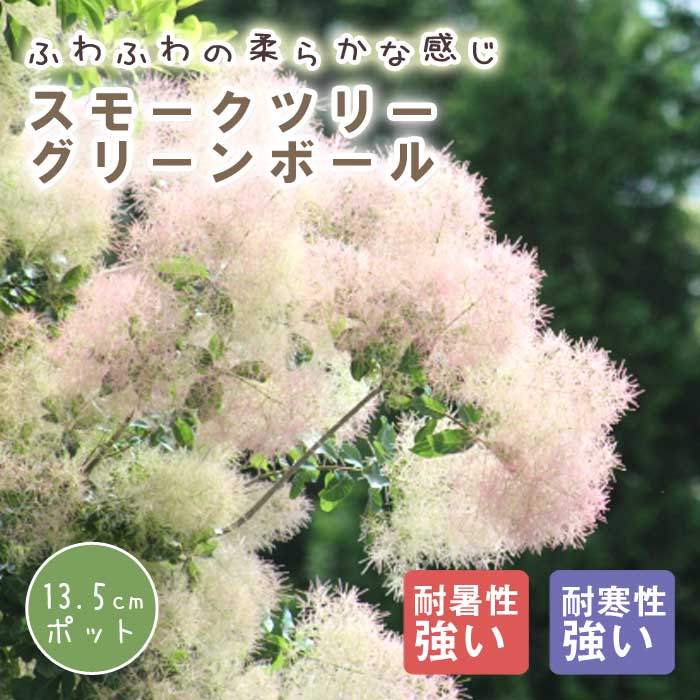 スモークツリー スモーク ツリー 苗木 グリーンボール 13.5cmポット