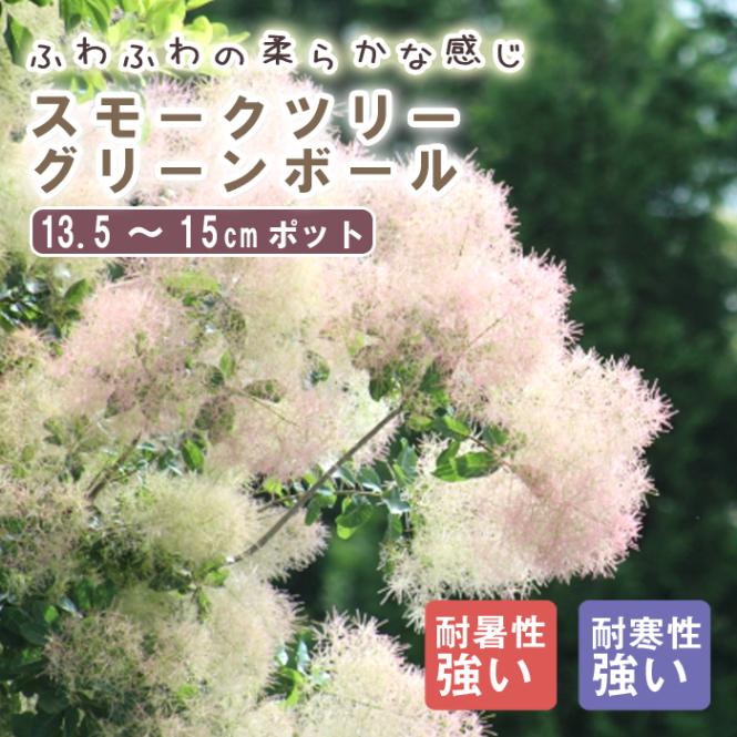スモークツリー 苗木 グリーンボール 13.5cm～15cmポット 花木 苗