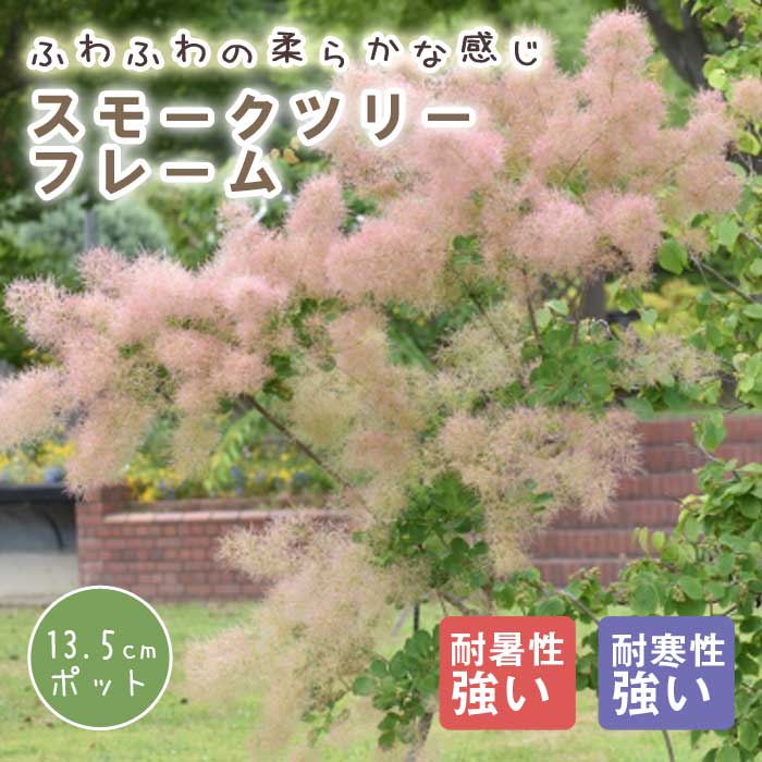 スモークツリー スモーク ツリー 苗木 フレーム 13.5cmポット 花木 苗