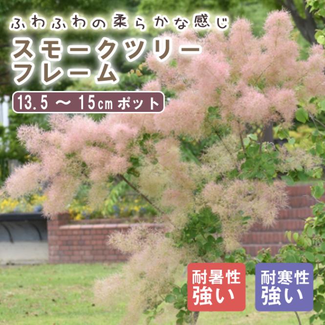 スモークツリー 苗木 フレーム 13.5cm～15cmポット 花木 苗