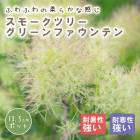 ���⡼���ĥ꡼ ���⡼�� �ĥ꡼ ���� ���꡼��ե�����ƥ� 13.5cm�ݥå� ���� �� �����ǥ˥� ���� �դ�դ� ��� ����� �դ�⤳ �ե��� �İ��� �򷧤���