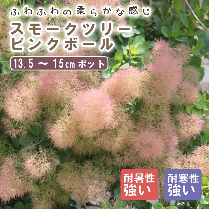 スモークツリー 苗木 ピンクボール 13.5cm～15cmポット 花木 苗