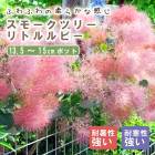 ���⡼���ĥ꡼ ���⡼�� �ĥ꡼ ���� ��ȥ��ӡ� 13.5cm��15cm�ݥå� ���� �� �����ǥ˥� ���� �դ�դ� ��� ����� �դ�⤳ �ե��� �İ��� �򷧤���