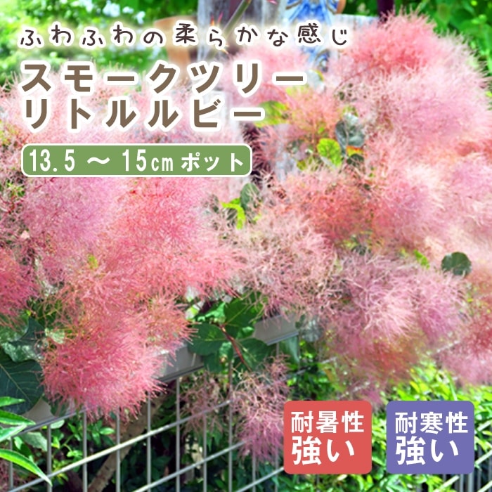 スモークツリー 苗木 リトルルビー 13.5cm～15cmポット 花木 苗