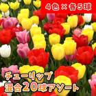 ���塼��å� �庬 ���� 20�� �� �������ȥ��å� �� �� �� �� �� 4�� �� ��5�� �ͤ��碌 1000�ߥݥå��� ������ �֤�����