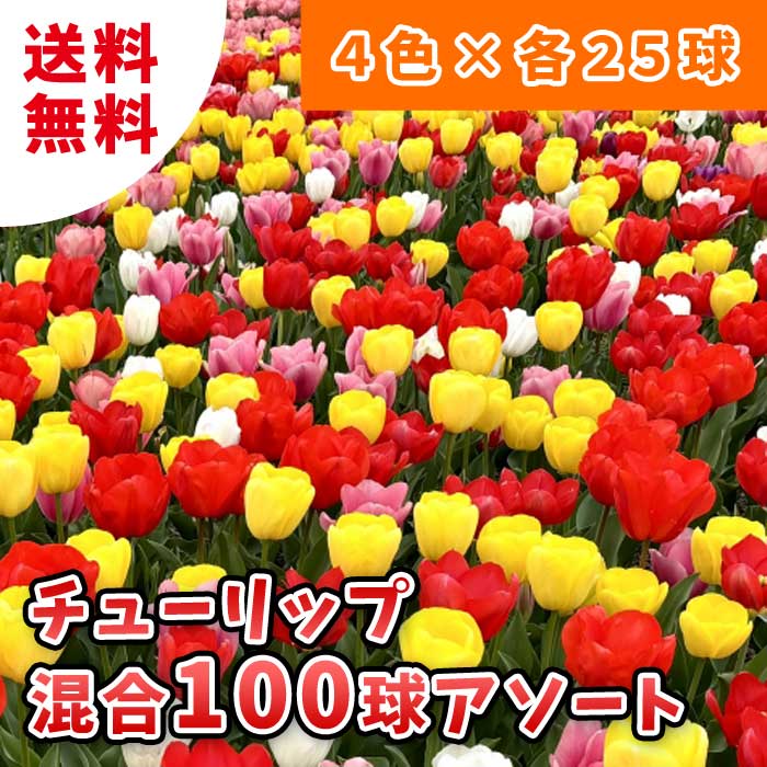 チューリップ 球根 混合 100球 【 アソートセット 】 赤 桃 黄 白 4色