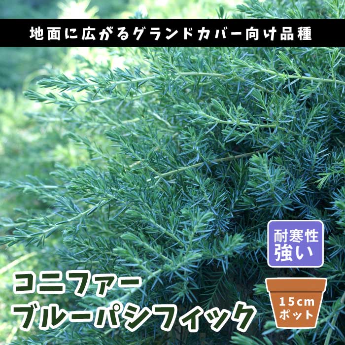 コニファー ブルーパシフィック 15cmポット 苗 庭木 生垣 常緑針葉樹