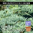 ���˥ե��� �֥롼�����ڥå� 15cm�ݥå� �� ���� ���� ���п��ռ� ���� ���� ���� �����ɥ��С� ��̿�ʪ ������