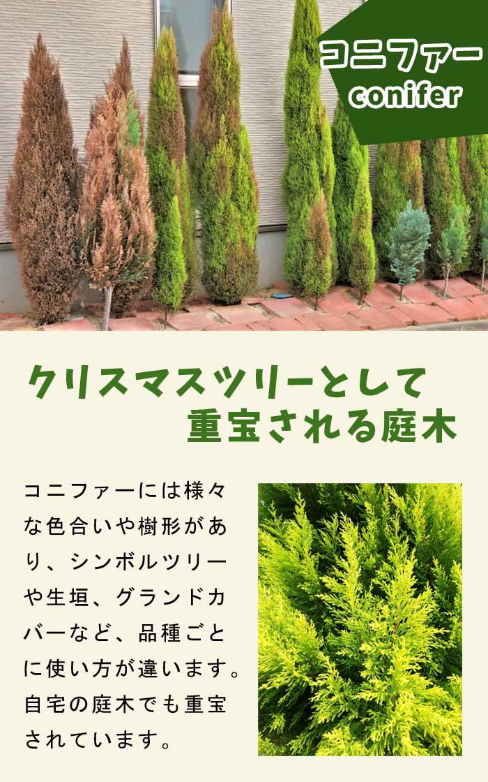コニファー ブルーカーペット 15cmポット 苗 庭木 生垣 常緑針葉樹