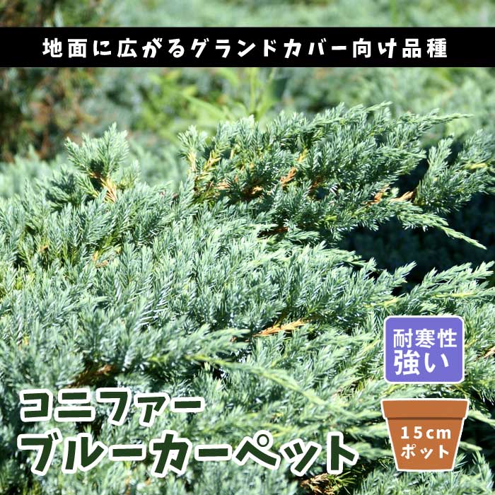 コニファー ブルーカーペット 15cmポット 苗 庭木 生垣 常緑針葉樹
