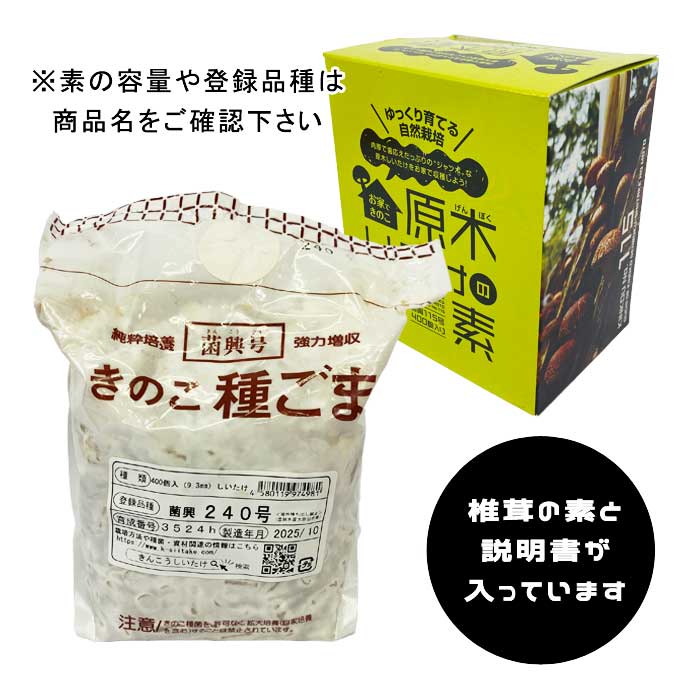 原木しいたけの素 菌興115号400駒 【冬・春発生】 お家できのこ