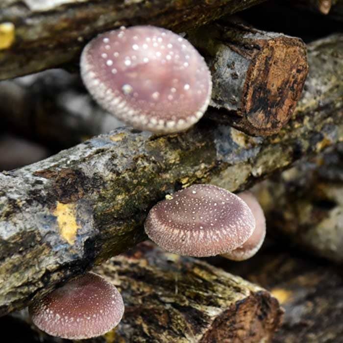 原木しいたけの素 菌興115号400駒 【冬・春発生】 お家できのこ