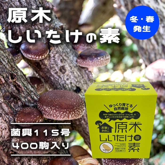 原木しいたけの素 菌興115号400駒 【冬・春発生】 お家できのこ