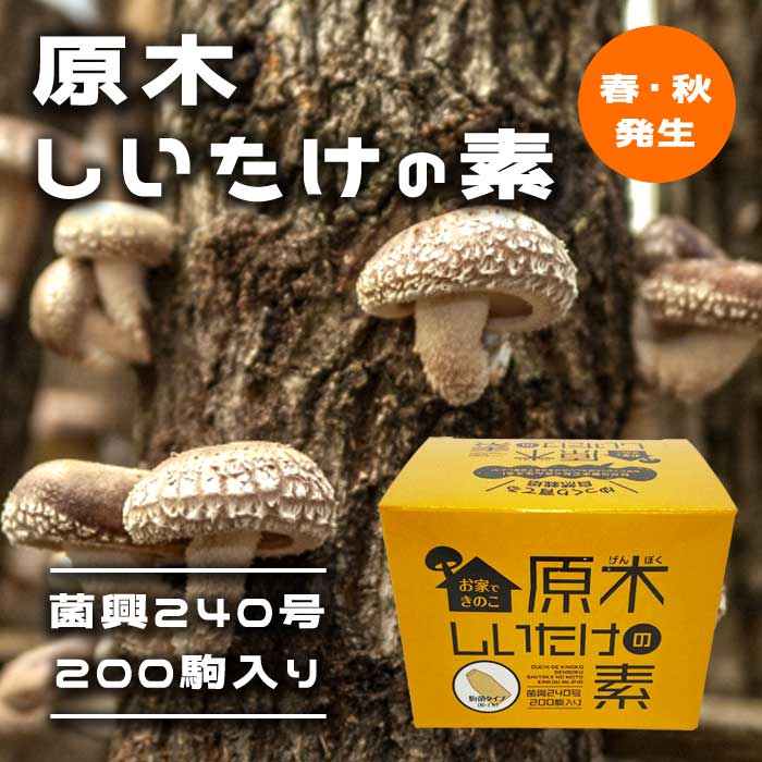 原木しいたけの素 菌興240号200駒 【春・秋発生】 お家できのこ