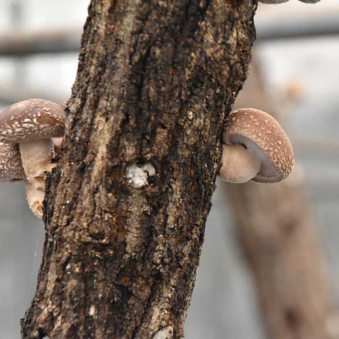 原木しいたけの素 菌興115号200駒 【冬・春発生】 お家できのこ