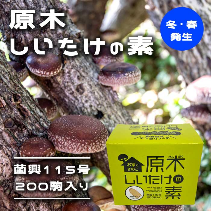 原木しいたけの素 菌興115号200駒 【冬・春発生】 お家できのこ