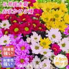 5��餭 �� ���ޤ��� 3�� ���å� �� 7.5cm�ݥå� ��餭 �Ƶ� ���� ���� �ڤ�� ������ �֤�����