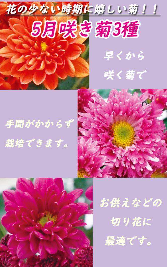 ヤンちゃん生花　菊　ミックス　100本　50センチ切り花 5月咲き 菊 おまかせ 3種 セット 苗 7.5cmポット 早咲き 夏菊 キク