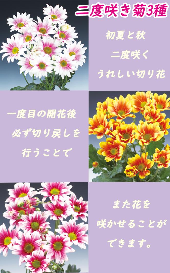 二度咲き 変わり咲き 菊 3種 セット 苗 7.5cmポット キク 花苗 切り花