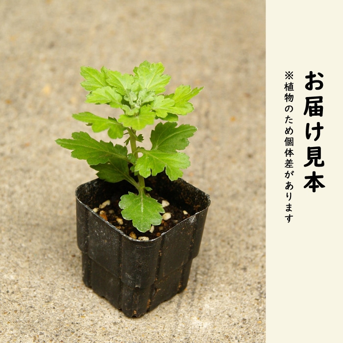 二度咲き 変わり咲き 菊 3種 セット 苗 7.5cmポット キク 花苗 切り花