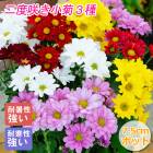 ���ٺ餭 ���� 3�� ���å� �� 7.5cm�ݥå� ���� ���� �ڤ�� ������ �֤�����